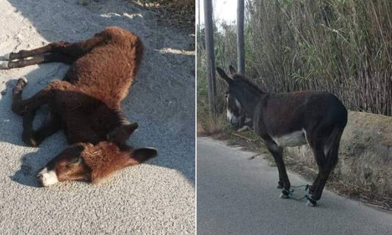 Μύκονος: Θλίψη για γαϊδουράκι που χτυπήθηκε από όχημα και σκοτώθηκε – Παστουρωμένη η μητέρα του