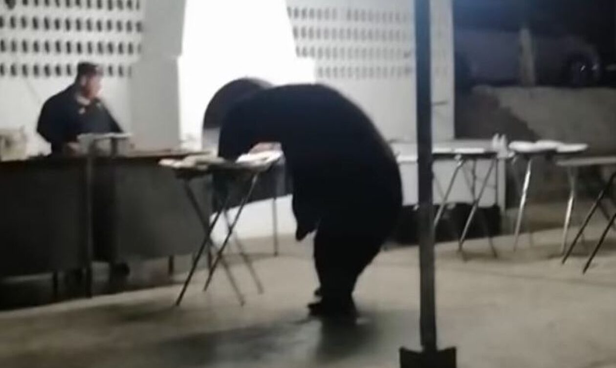 Μεξικό: Αρκούδα μπούκαρε σε πάρτι και… «σερβιρίστηκε» στον μπουφέ