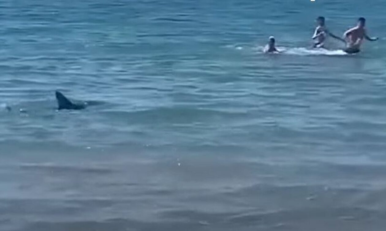 Τρόμος στην Ισπανία: Καρχαρίας κυνηγά λουόμενους σε παραλία στο Αλικάντε – Δείτε βίντεο