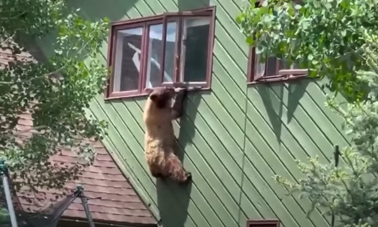 ΗΠΑ: Πεινασμένη αρκούδα είσεβαλε σε σπίτι και καταβρόχθισε… μπριζόλες