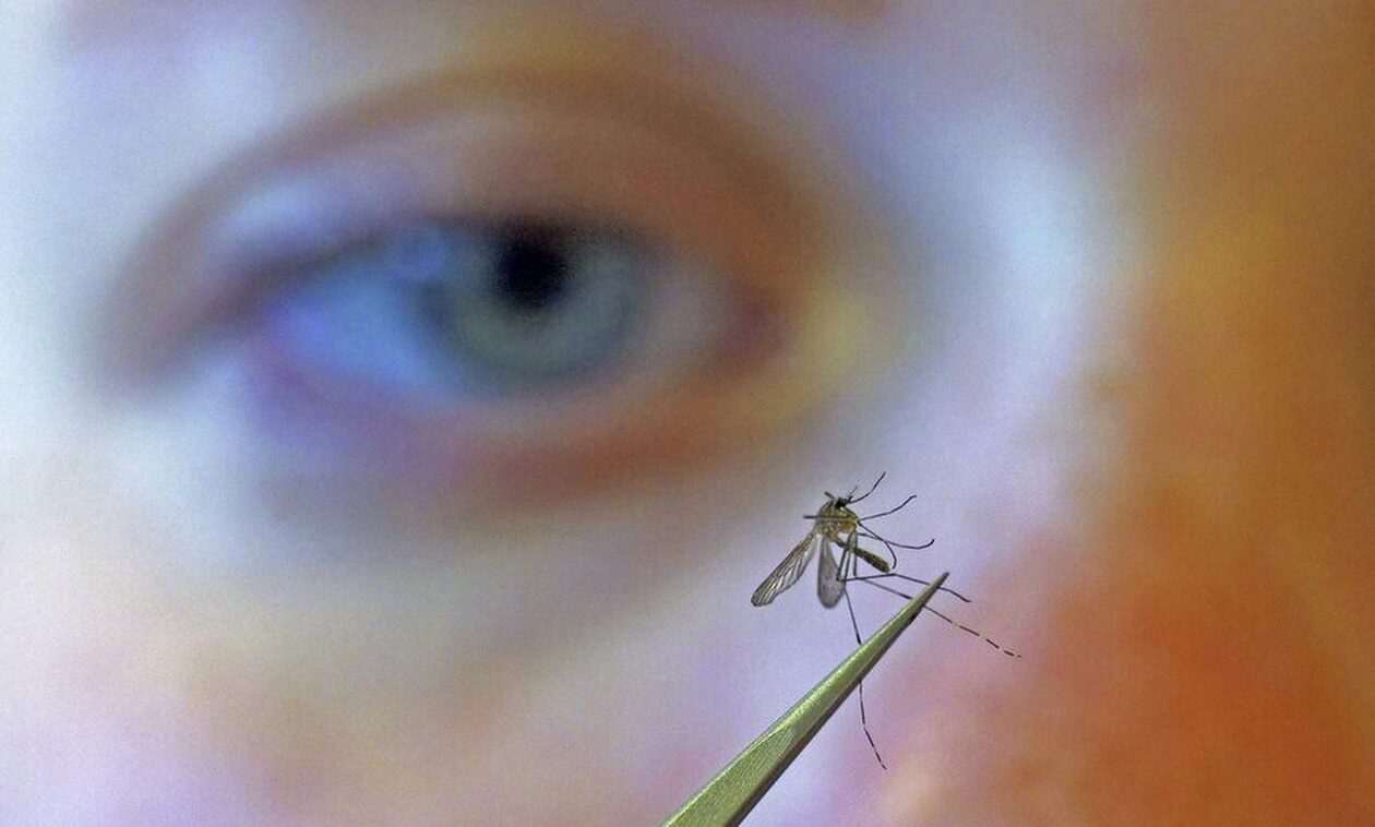 Συναγερμός στην Ευρώπη: Κουνούπια  φέρνουν φονικές ασθένειες – Επιστρέφει η ελονοσία;