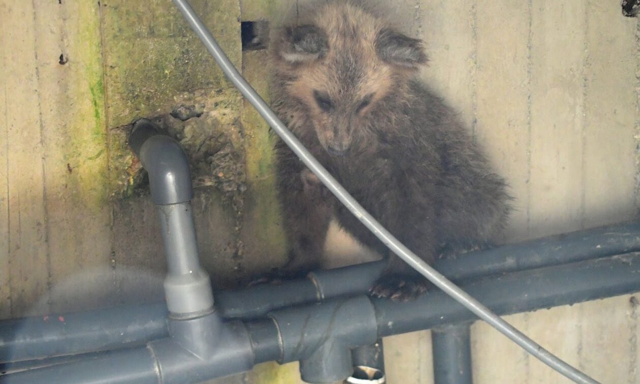 Καστοριά: Αρκουδάκι έπεσε σε δεξαμενή – Διασώθηκε με τη βοήθεια ενός κορμού δέντρου