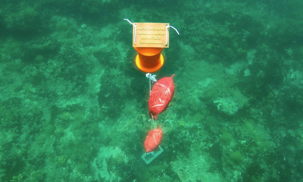 Θεσσαλονίκη: Νεκρές όλες οι πίνες που εντοπίστηκαν σε περιοχές του Θερμαϊκού και της Χαλκιδικής