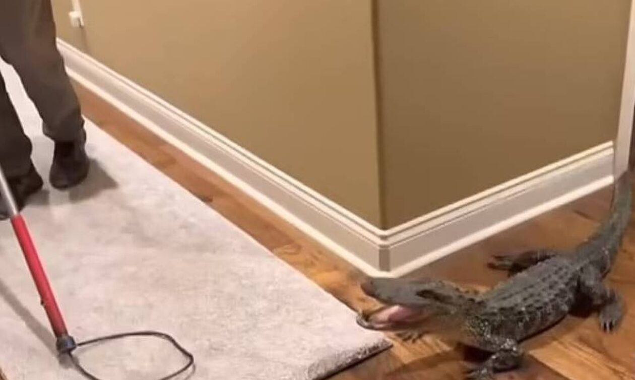 Τρόμος για ζευγάρι στις ΗΠΑ: Βρήκαν αλιγάτορα 1,5 μέτρου μέσα στο σπίτι τους