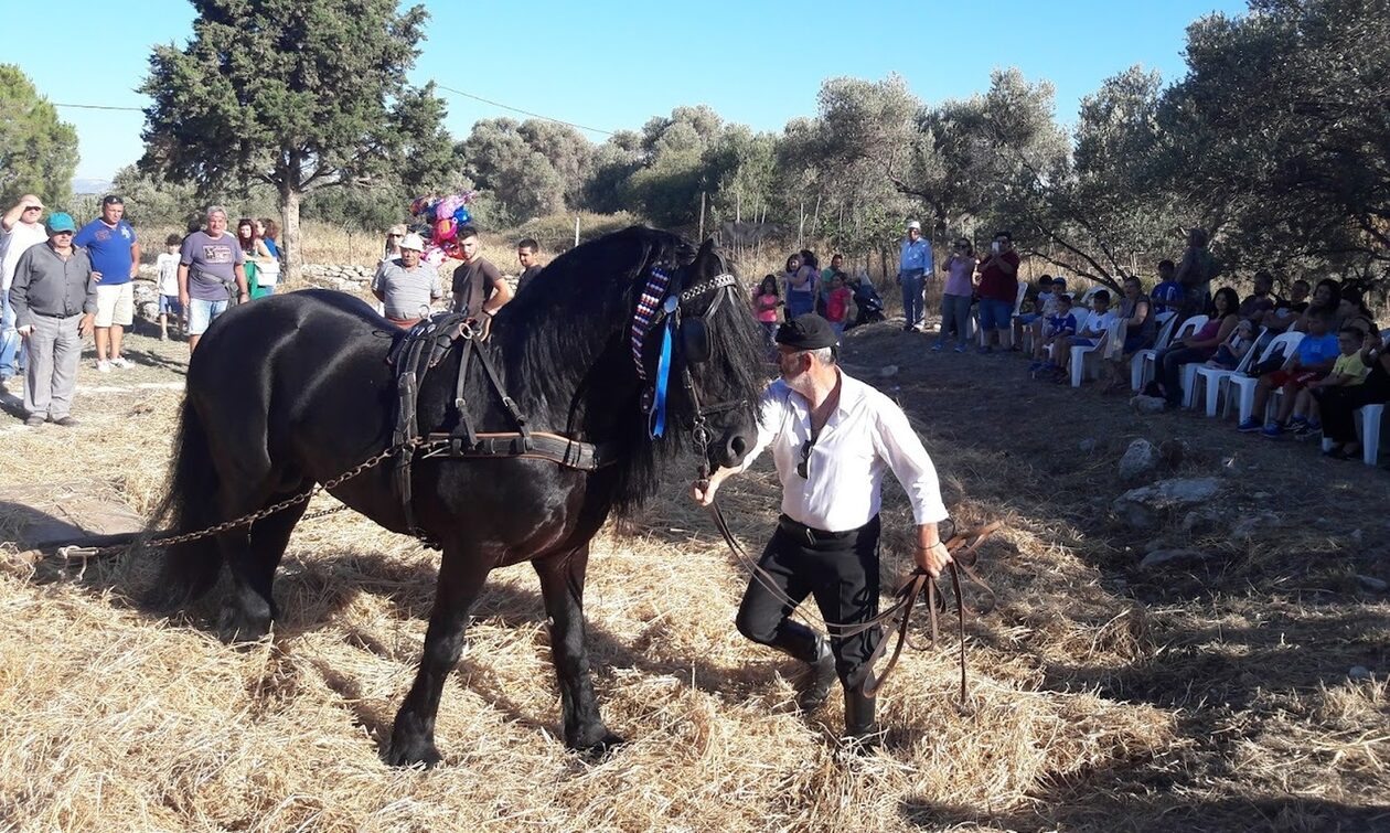 Ώρα για «αλώνισμα» στη Μονή του δήμου Μελεβιζίου στο Ηράκλειο Κρήτης