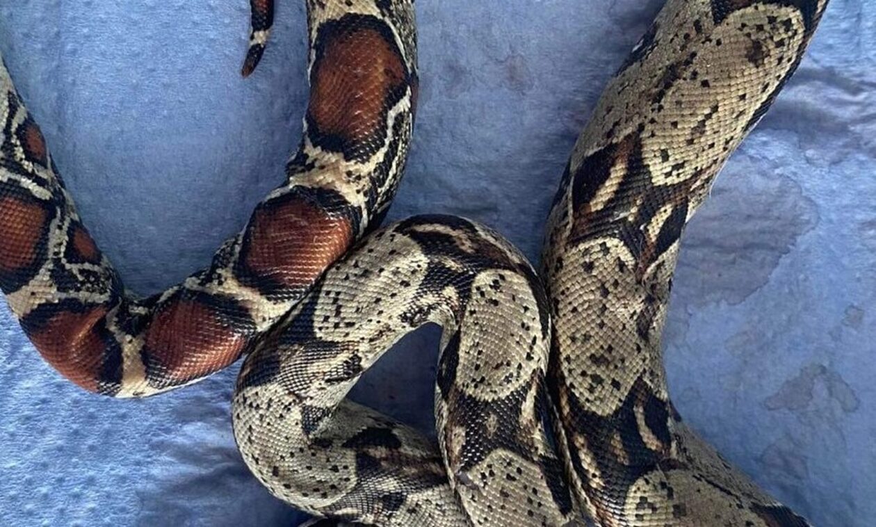 Θεσσαλονίκη: Βρέθηκε βόας σε πάρκο της Τούμπας