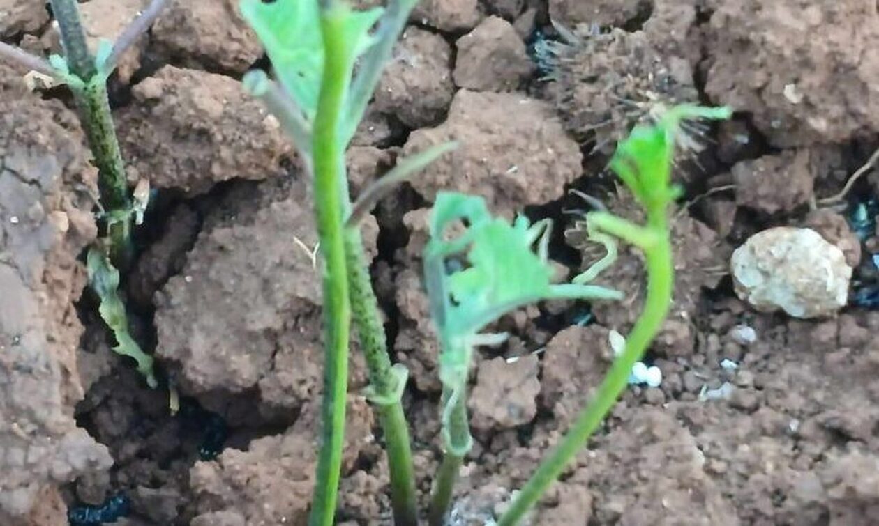 Επιδρομή από εκατομμύρια ακρίδες στη Κοζάνη – Αφάνισαν καλλιέργειες στο Καλονέρι