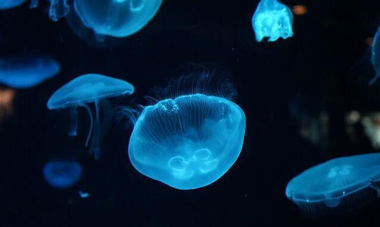 Οι μοβ τσούχτρες έφυγαν και ήρθαν οι γαλάζιες – Αναλυτικός χάρτης με τις περιοχές που εμφανίζονται