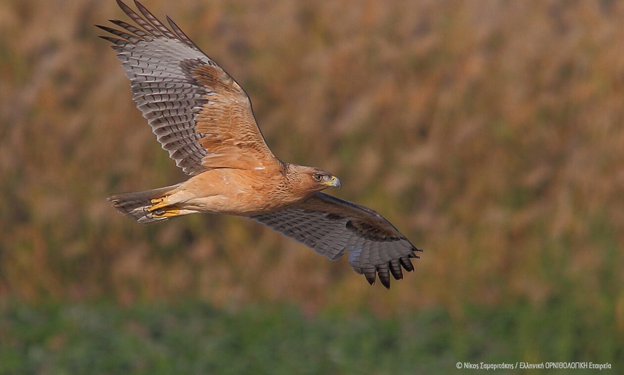Αυτός είναι ο «Βάιος», ο πιο ταξιδιάρης αετός της Ελλάδας