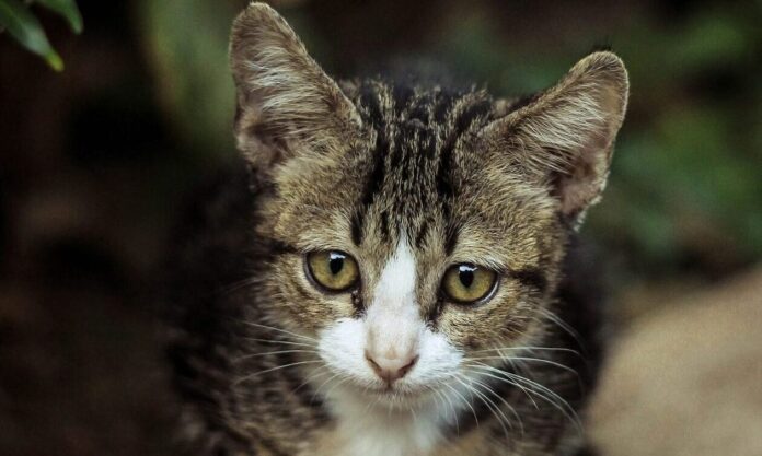 1445897-gata.jpg