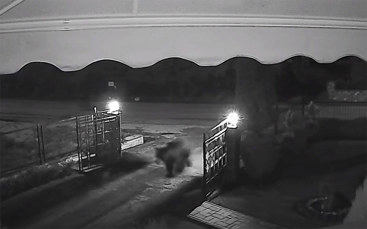 Αρκούδα μπαίνει σαν… κυρία από την είσοδο σε σπίτι της Εορδαίας (vid)