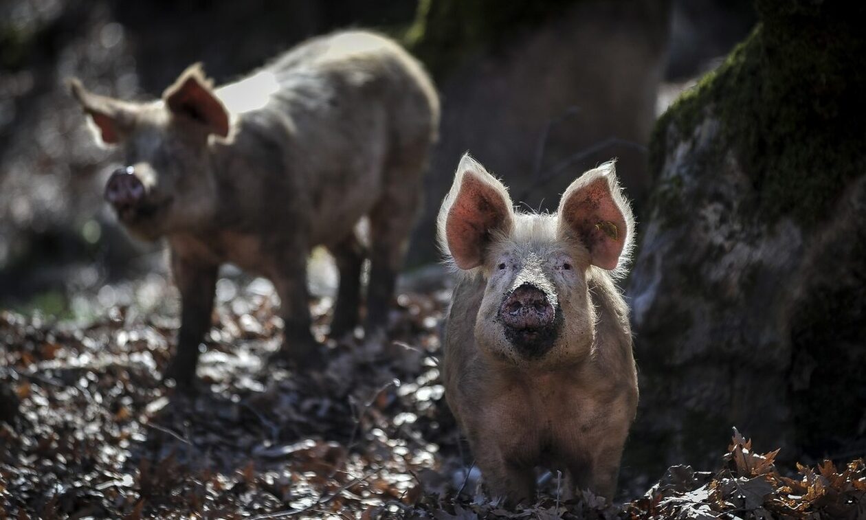 Κοζάνη: Έκτακτη σύσκεψη για το θέμα της αφρικανικής πανώλης των χοίρων