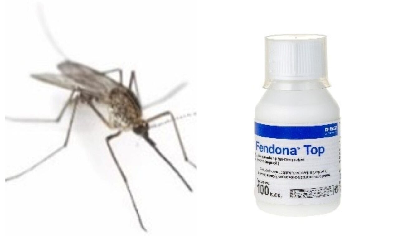 Κουνούπι: Πώς θα αντιμετωπίσουμε τον ανεπιθύμητο επισκέπτη στο σπίτι μας