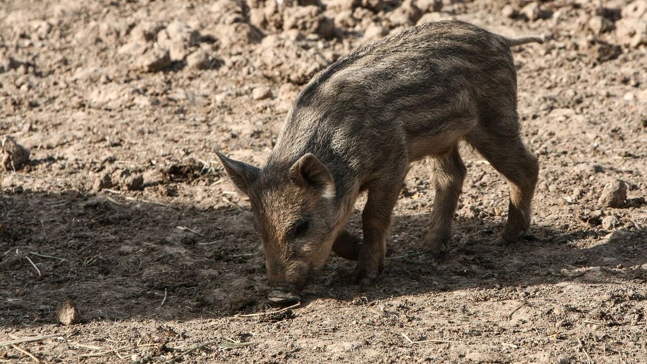 Τροχαίο με αγριογούρουνο στην Αταλάντη – Πληθαίνουν τα περιστατικά