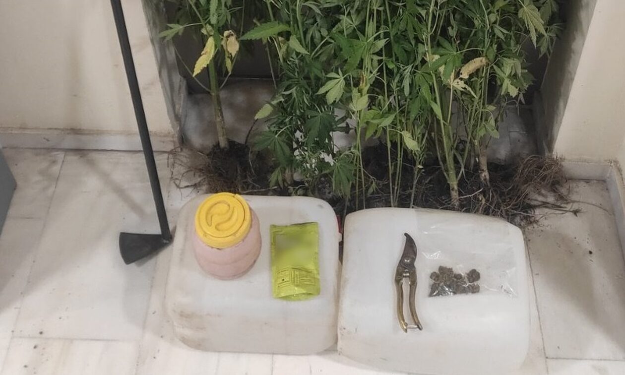 Δενδρύλλια κάνναβης καλλιεργούσαν δύο άτομα σε αγροτική περιοχή της Ημαθίας