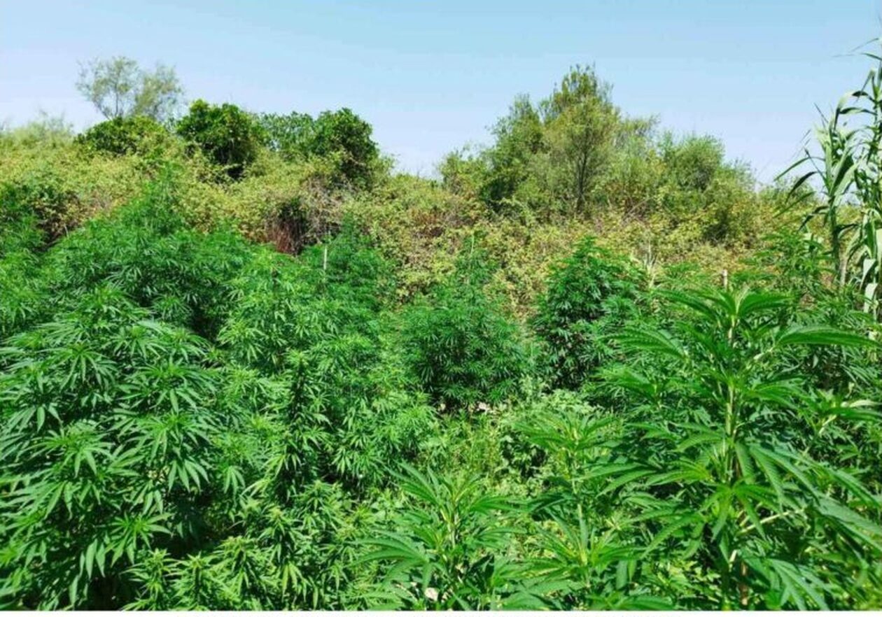 Σύλληψη χασισοκαλλιεργητή μέσω… κάμερας σε περιοχή της Άρτας