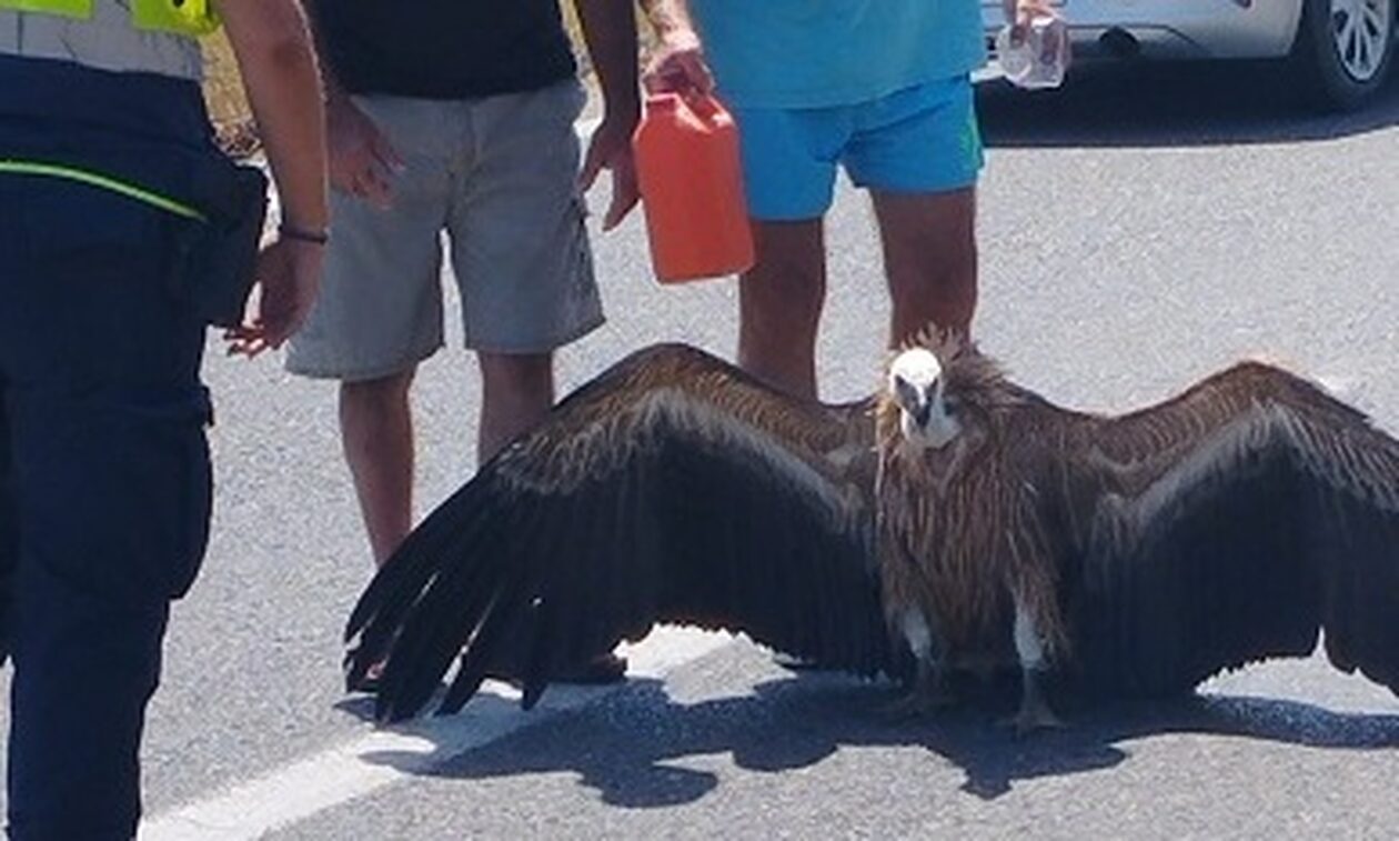 Ηράκλειο: Διαψασμένος γυπαετός από τον καύσωνα λύγισε στη μέση της Εθνικής Οδού