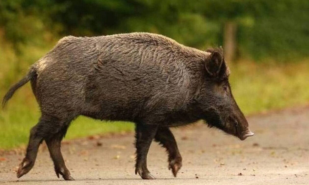 Καλαμάτα: 35χρονος μοτοσικλετιστής συγκρούστηκε με αγριογούρουνο – Μεταφέρθηκε στο νοσοκομείο