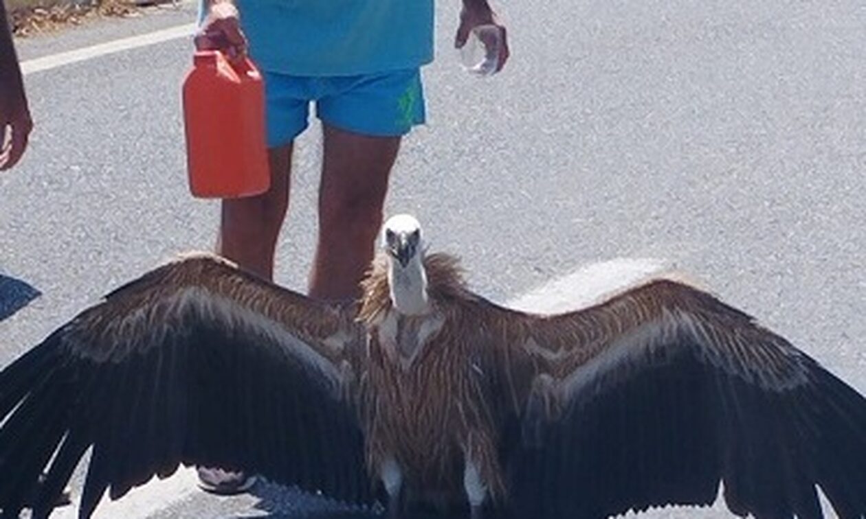Κρήτη: Διψασμένος γυπαετός βρέθηκε στη μέση του αυτοκινητόδρομου και πίνει νερό από ανθρώπους (vid)