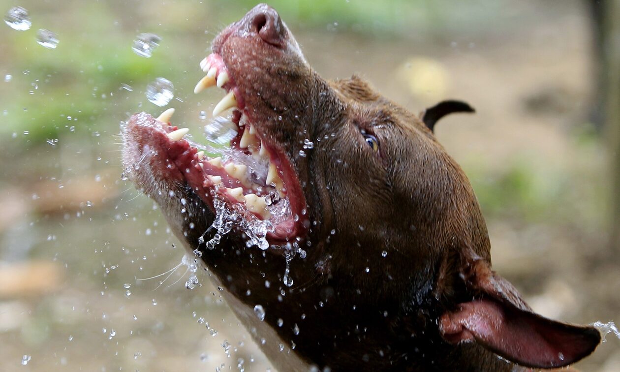 Βύρωνας: Ελεύθερος μετά τη δίωξη ο γιος της 60χρονης που κατασπάραξαν τα σκυλιά του