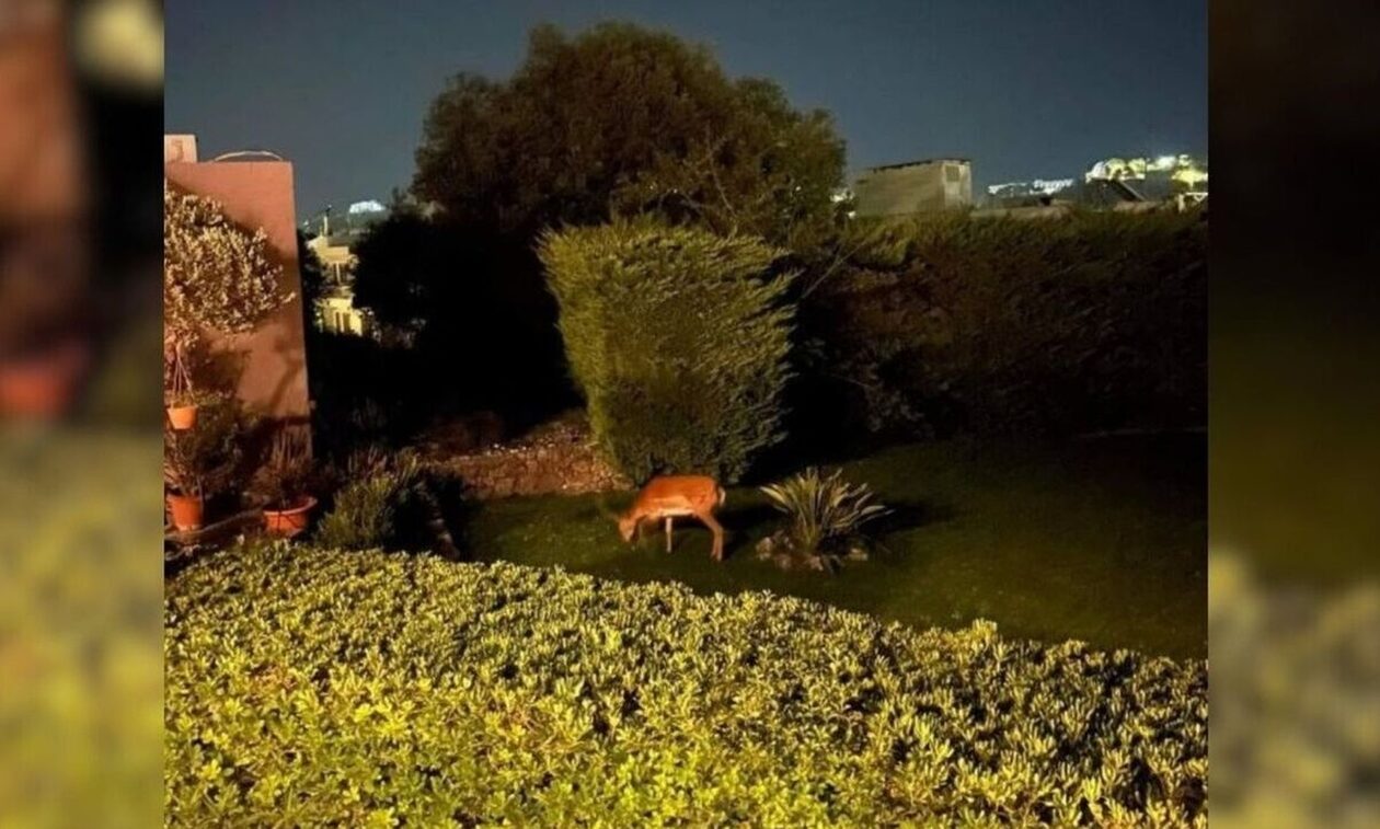Φωτιά στη Ρόδο: Δραματική έκκληση για τα ελαφάκια – «Σώστε όσα έχουν απομείνει…»