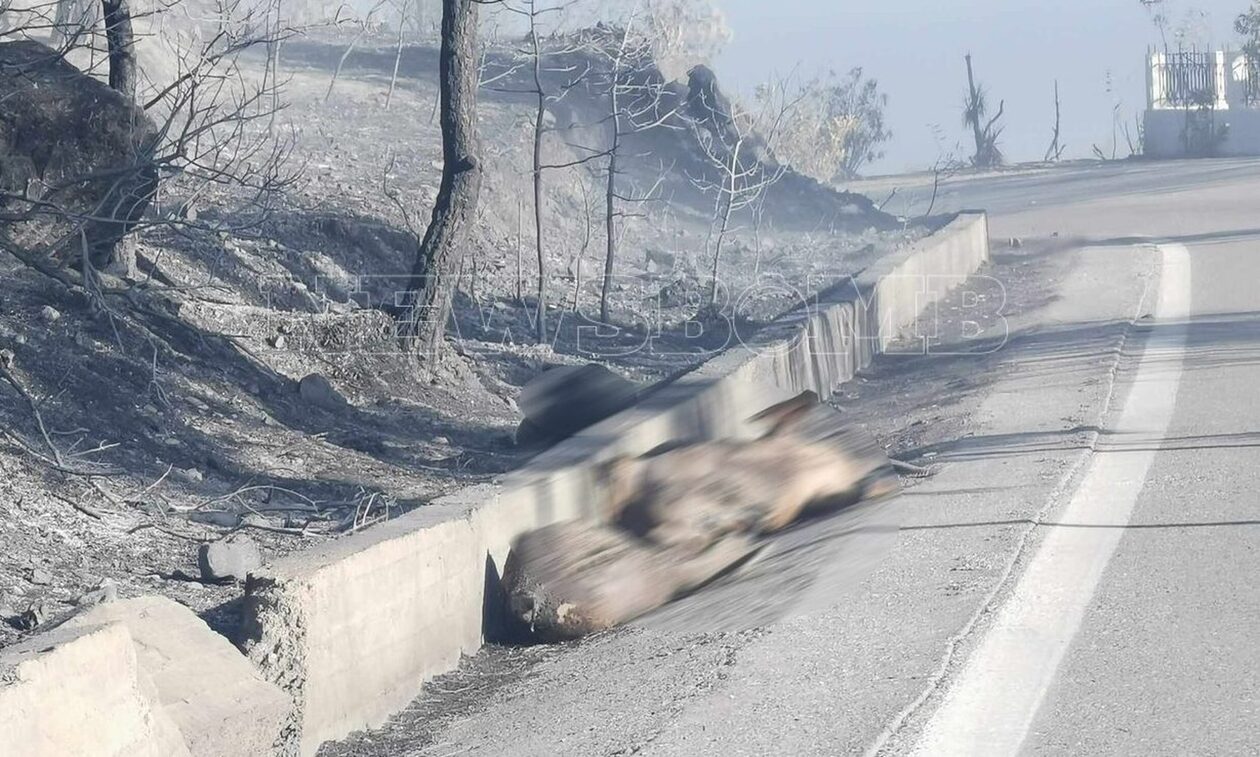 Φωτιά στη Ρόδο: Θύματα της πύρινης λαίλαπας ελάφια, αιγοπρόβατα και άλλα ζώα