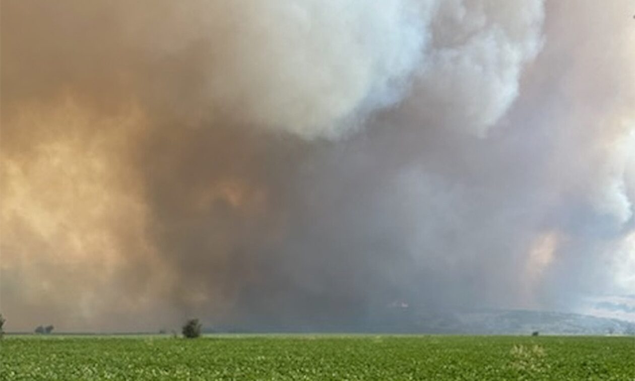 Φωτιά στα Φάρσαλα: Ισχυρές δυνάμεις της πυροσβεστικής επιχειρούν με ανέμους 5 μποφόρ