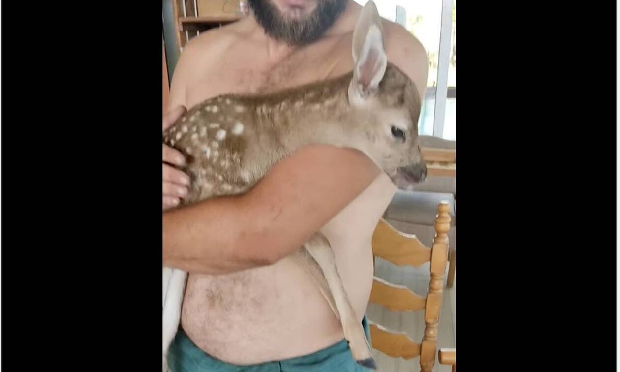 Φωτιά στη Ρόδο: Συγκινητική διάσωση νεογέννητου ελαφιού – Η μαμά του δυστυχώς δε ζει