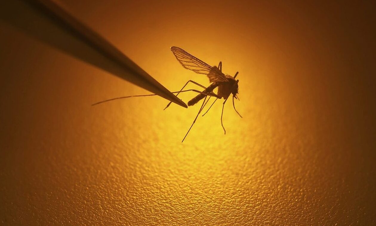 Ιός Δυτικού: Πρώτος θάνατος στην Καρδίτσα