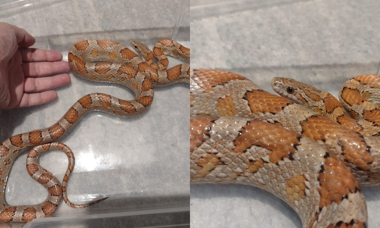 Θεσσαλονίκη: Φίδι έκανε «επίσκεψη» σε σπίτι – Το απομάκρυνε η Πυροσβεστική