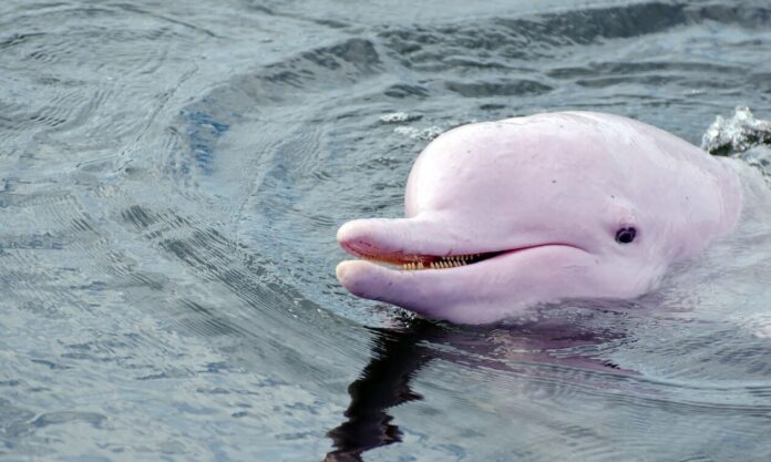 1453487-pink-dolphin.jpg