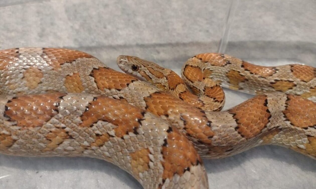 Θεσσαλονίκη: Φίδι «εισέβαλλε» σε διαμέρισμα – Το απομάκρυνε η Πυροσβεστική