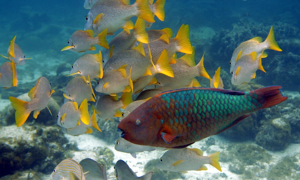 Καραϊβική: Το «βρώμικο μυστικό» που ανακαλύφθηκε στο βυθό του ωκεανού – SOS από τους επιστήμονες