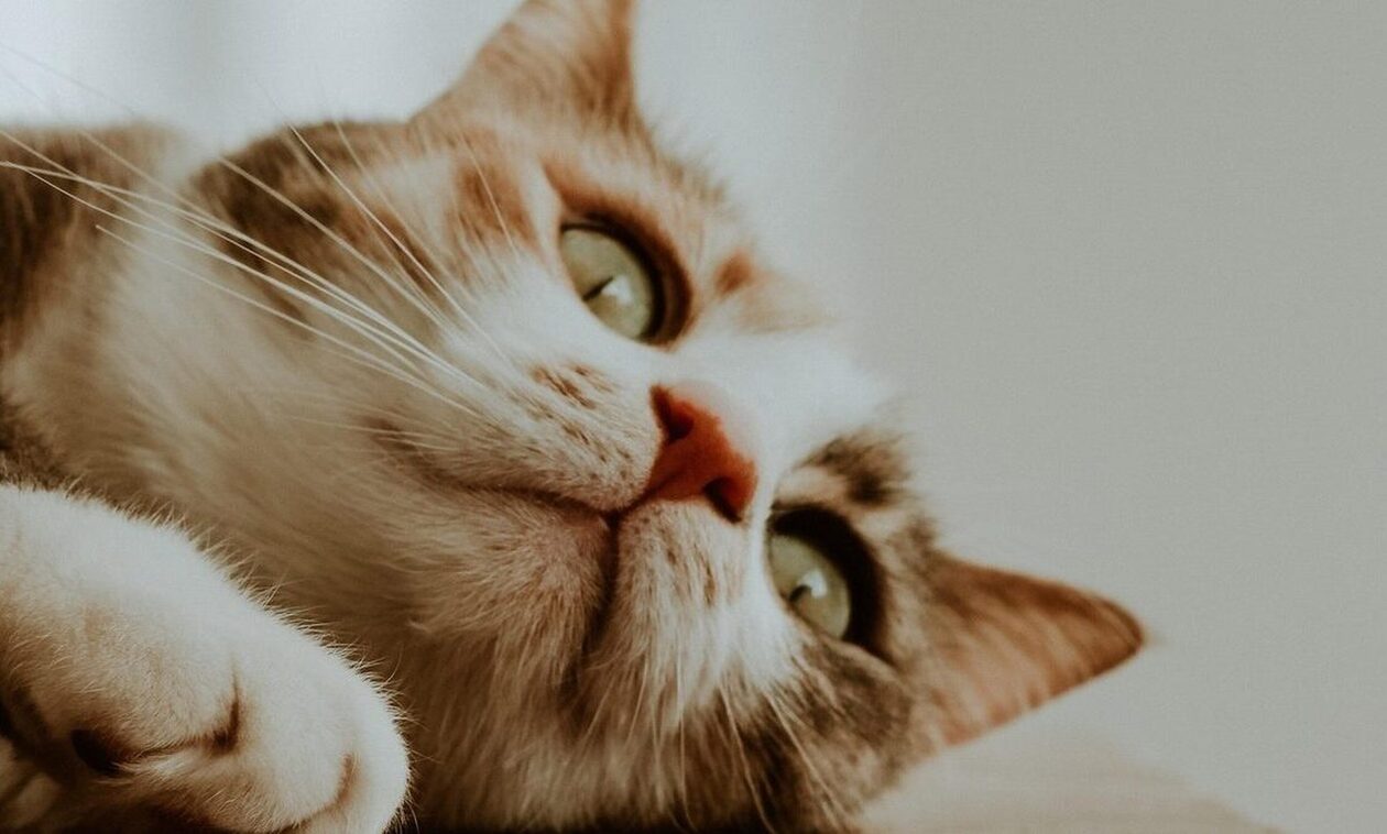 Τήνος: Άνδρας δηλητηρίασε γατάκι