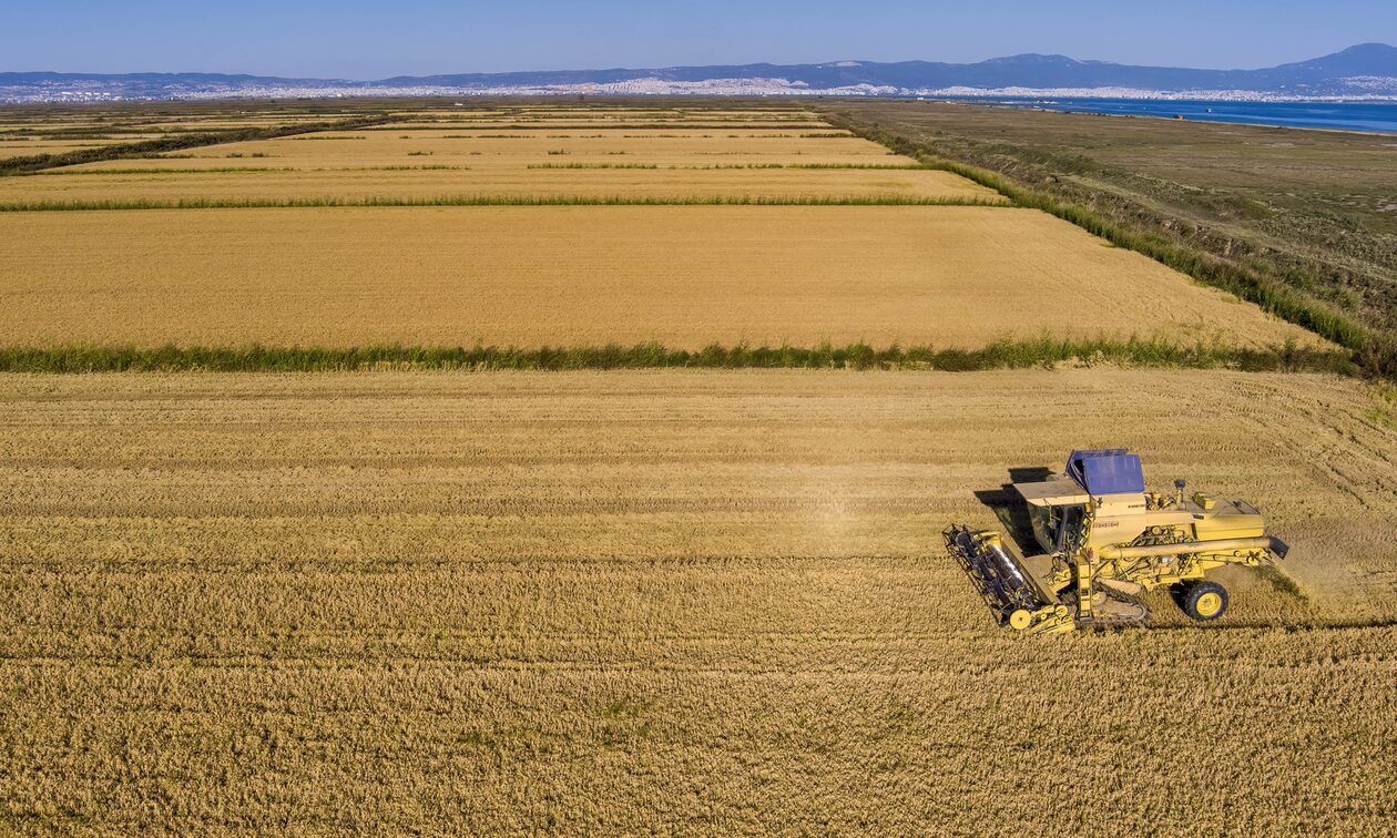 Θεσσαλονίκη: Ο καύσωνας διέλυσε ολοσχερώς καλλιέργειες στα Κουφάλια