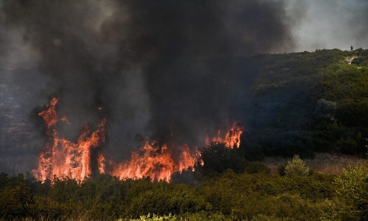 Πώς τα μεσογειακά δάση ξαναγεννιούνται από τις στάχτες τους – Οι μηχανισμοί επιβίωσης