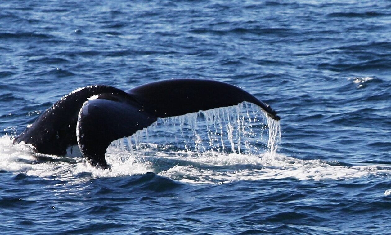 Φάλαινα ηλικίας 39 εκατομμυρίων ετών το βαρύτερο ζώο που έχει καταγραφεί