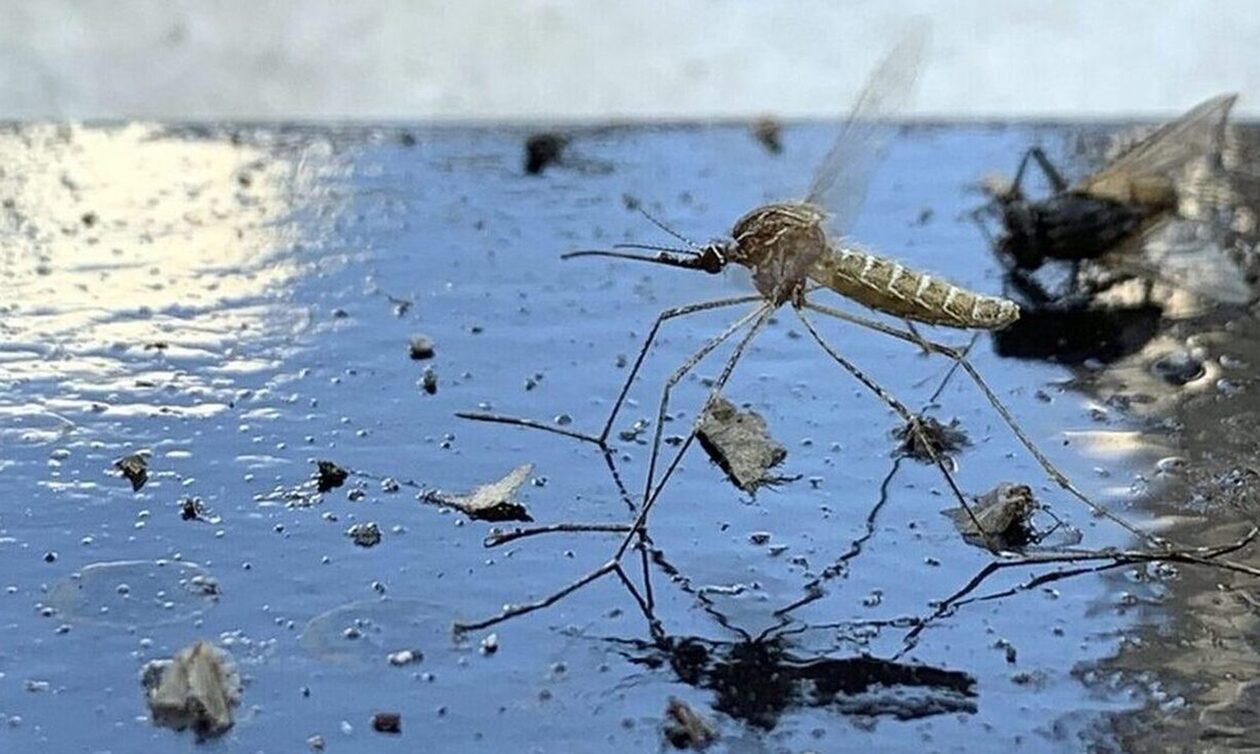 Ιός Δυτικού Νείλου – Αντιπρόεδρος ΕΟΔΥ: Μέσα Αυγούστου η κορύφωση – Συμπτώματα και τρόποι προστασίας