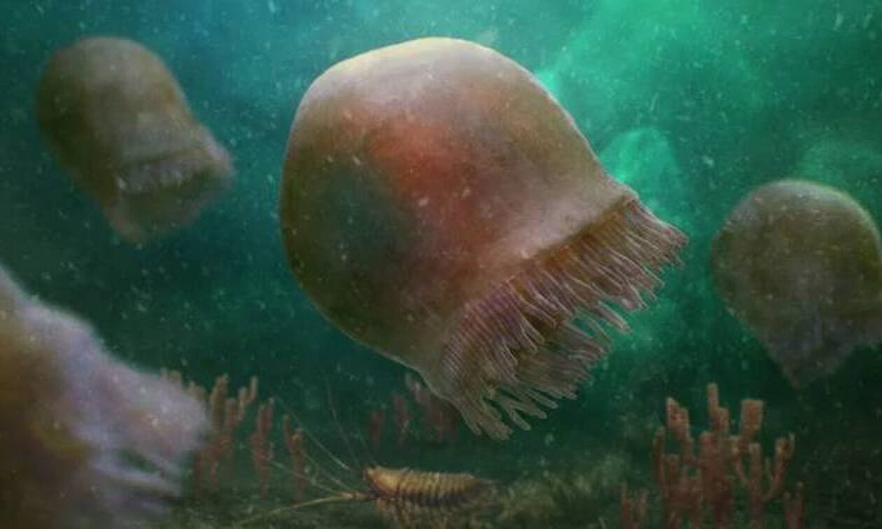Μέδουσες 505 εκατ. χρόνων ανακαλύφθηκαν στα Βραχώδη Όρη του Καναδά