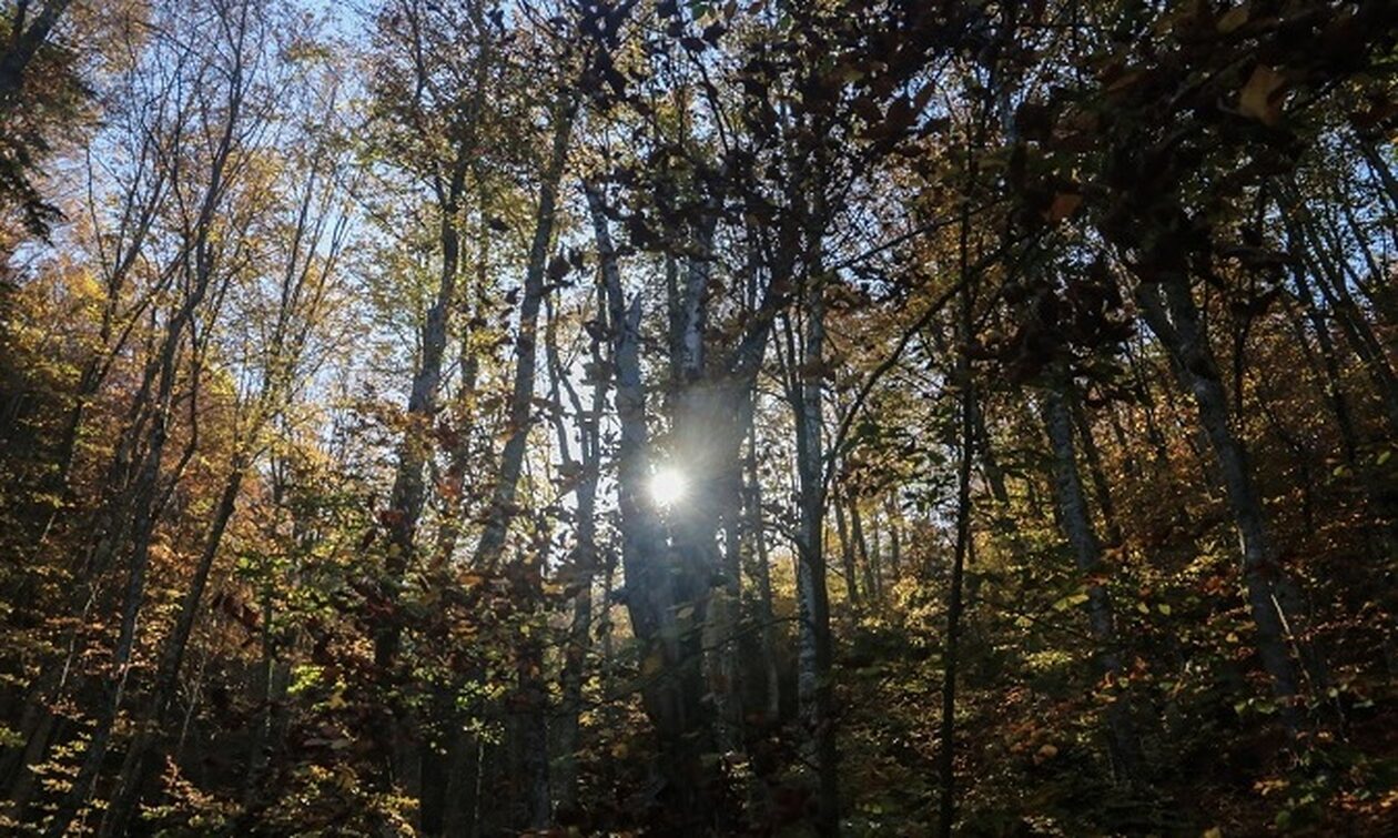 Κίνδυνος πυρκαγιάς: Απαγόρευση κυκλοφορίας σε δασικές περιοχές της Αλεξανδρούπολης και του Σουφλίου
