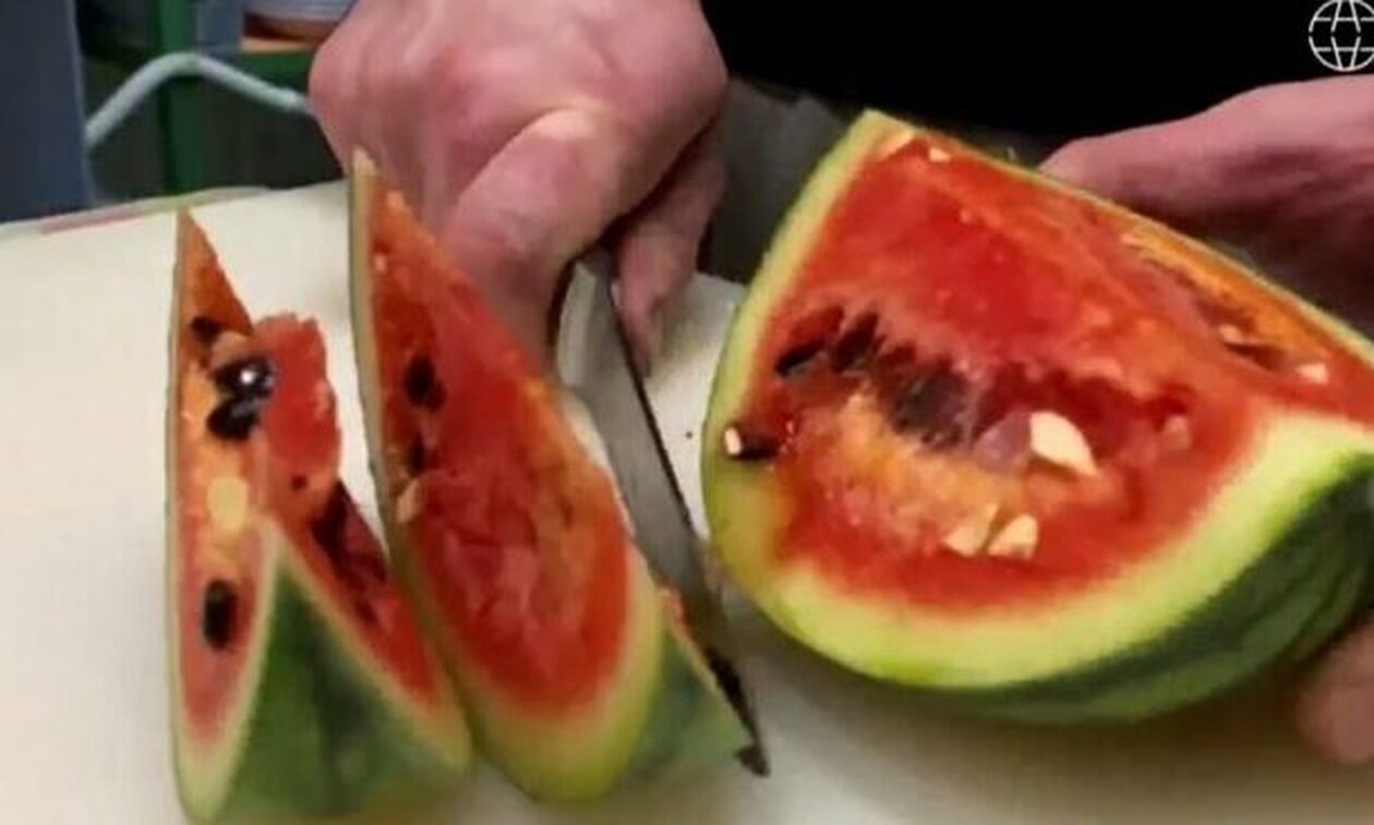 Ρώσοι επιστήμονες κατάφεραν να καλλιεργήσουν καρπούζια στην… Ανταρκτική