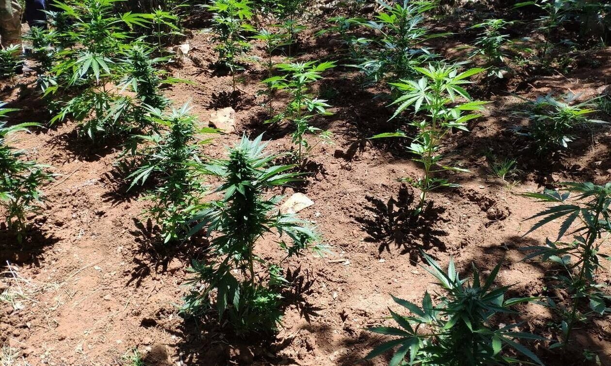 Εντοπίστηκε φυτεία δενδρυλλίων κάνναβης στο Ρέθυμνο