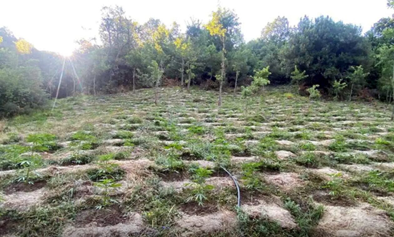 Χασισοφυτεία «μαμούθ» με 2.800 δενδρύλλια εντοπίστηκε στη Λάρισα