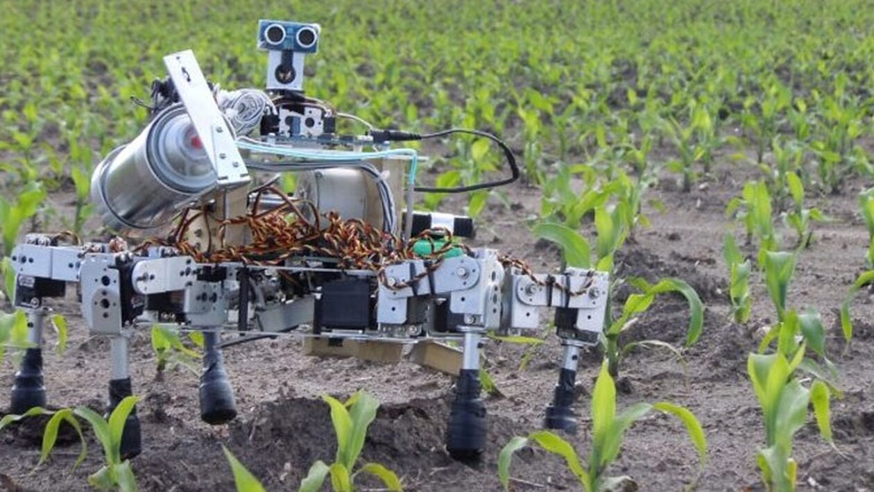 Ρομπότ εκτελεί αγροτικές εργασίες: Έντονο ενδιαφέρον από συνεταιρισμούς και οινοποιούς