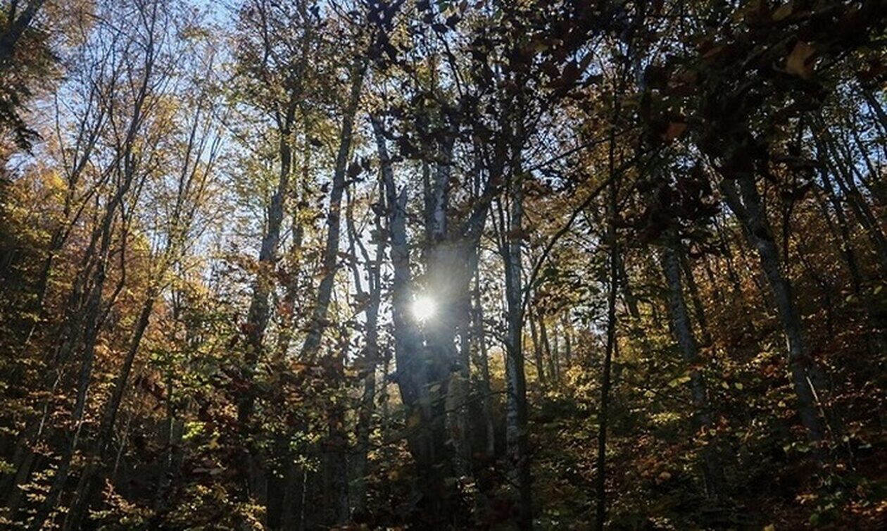 Απαγόρευση κυκλοφορίας σε δασικές περιοχές στη Χαλκιδική, λόγω υψηλού κινδύνου εκδήλωσης πυρκαγιάς