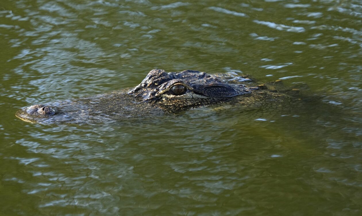 Ινδονησία: 38χρονη πάλευε μιάμιση ώρα για τη ζωή της με κροκόδειλο