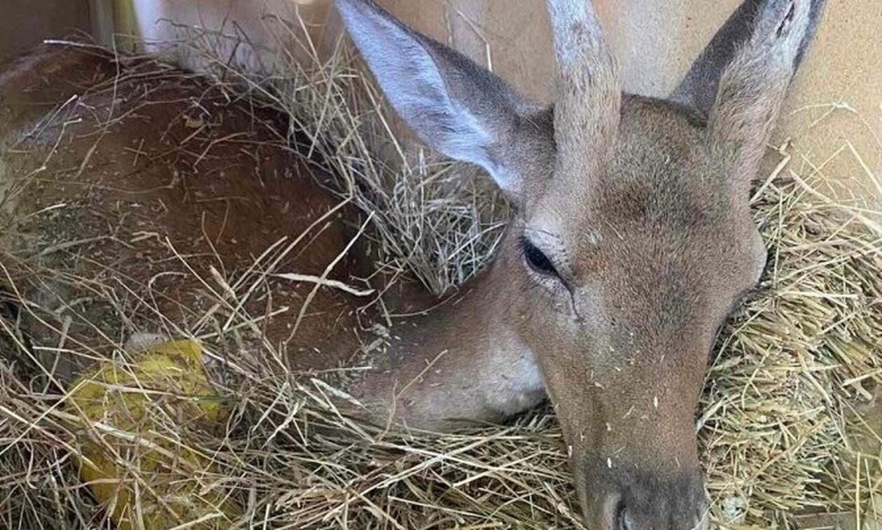 Ρόδος: Χειρουργήθηκε το ελαφάκι που σώθηκε από τη φωτιά της Ρόδου – Αναρρώνει στο Αττικό Πάρκο
