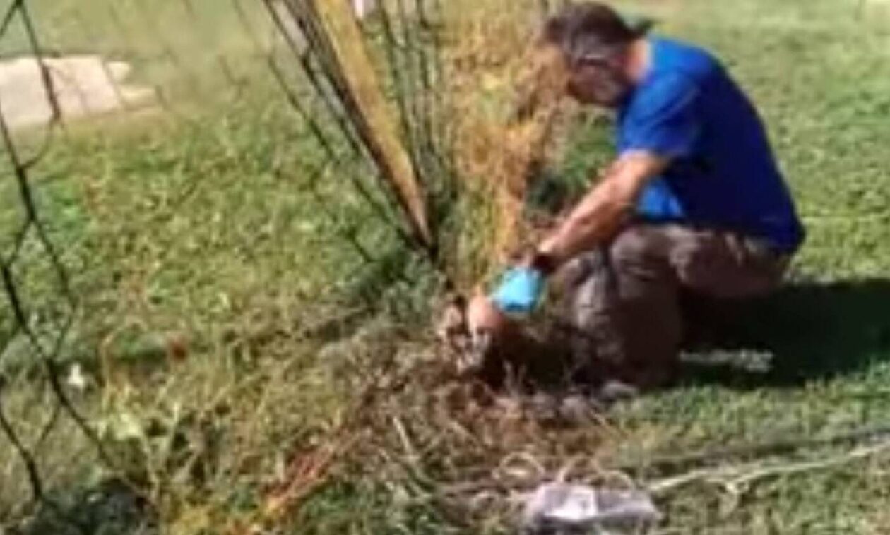 Καστοριά: Αλεπουδάκι μπήκε σε γήπεδο ποδοσφαίρου και μπλέχτηκε στα δίχτυα (video)