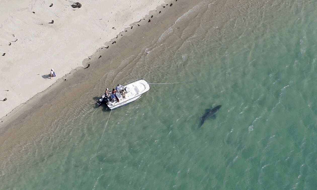 Νέα Υόρκη: Στο νοσοκομείο γυναίκα μετά από επίθεση καρχαρία