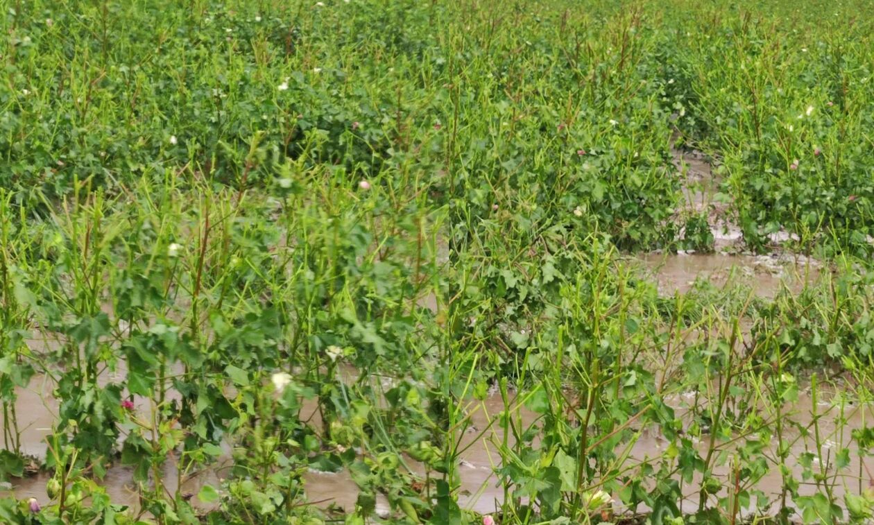 Λάρισα: Ξαφνικό μπουρίνι με δυνατό αέρα και χαλάζι ξερίζωσε δέντρα